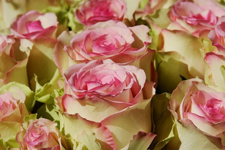 roses-noble-roses-esperance-roses-flower